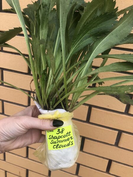 Образец отправки в сентябре