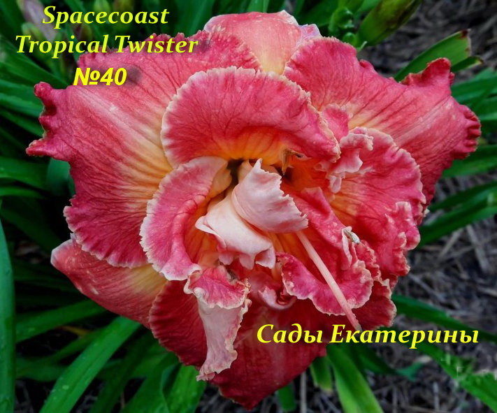 №40 Spacecoast Tropical Twister