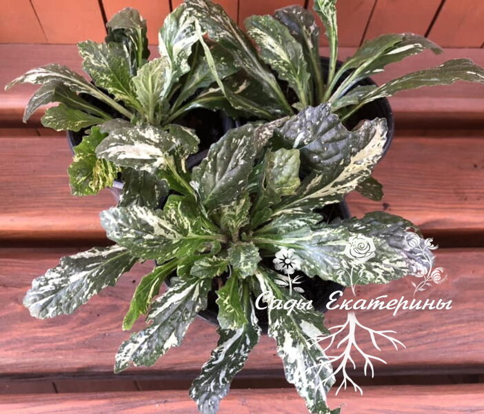  № 13 Sparkler живучка 