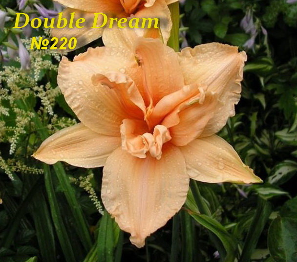 №220 Double Dream ( Дабл Дрим)
