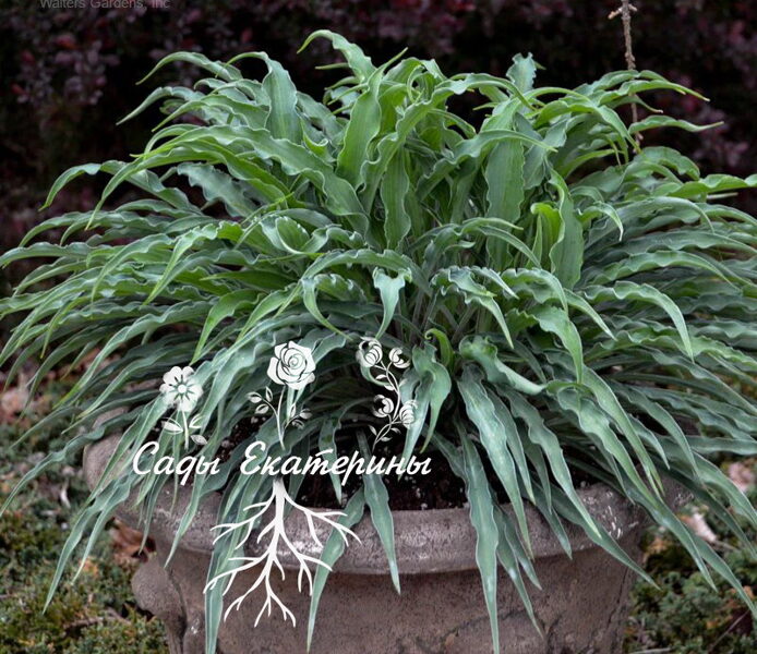  № 163 Silly String 