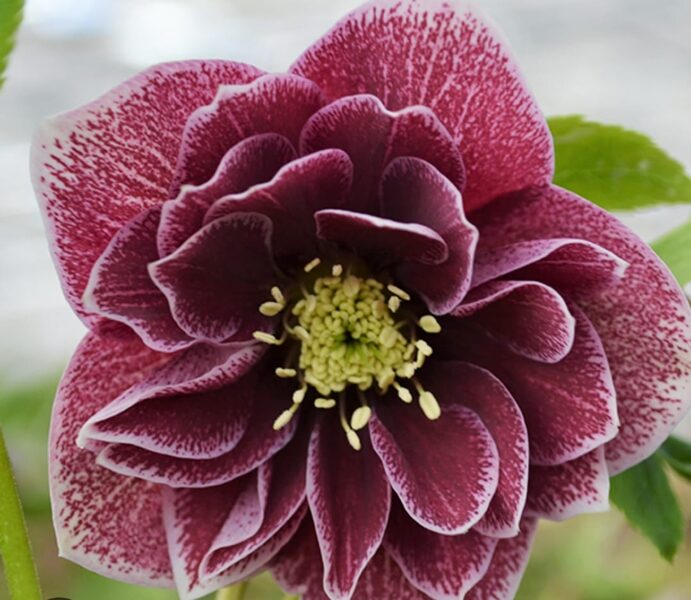  № 86   Double Red White Edge 