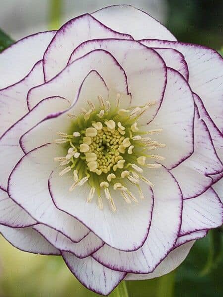  № 77 Double White With Purple Edge 