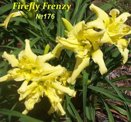 № 176 FIREFLY FRENZY