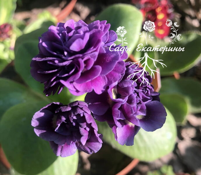  № 74 "Miss Bluey" primula auricula 