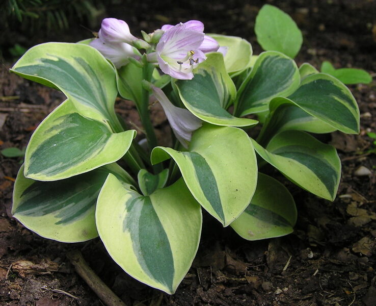 №12 "Frosted Mouse Ears"-Фростед Маус Иарс ( Ушки замерзшей мышки)