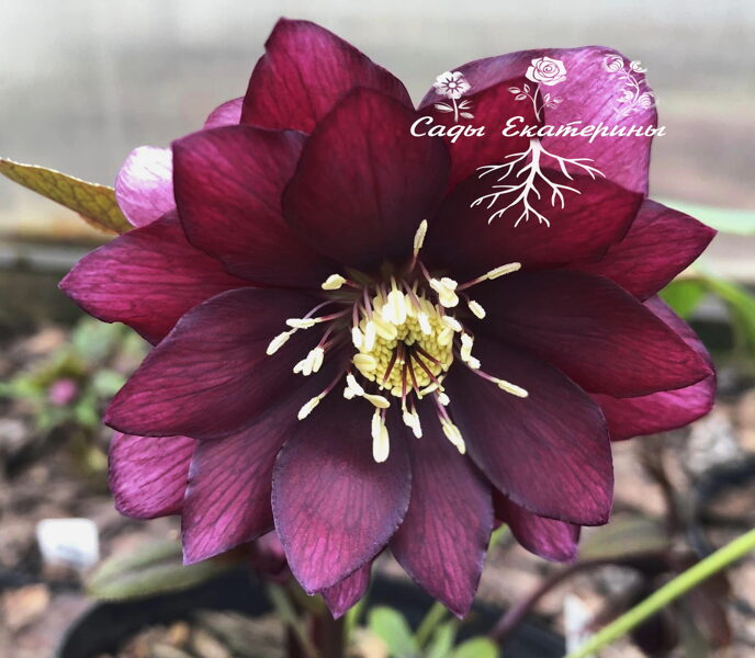  № 63    Red Sapphire 