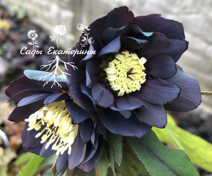  № 65  Onyx Odyssey 