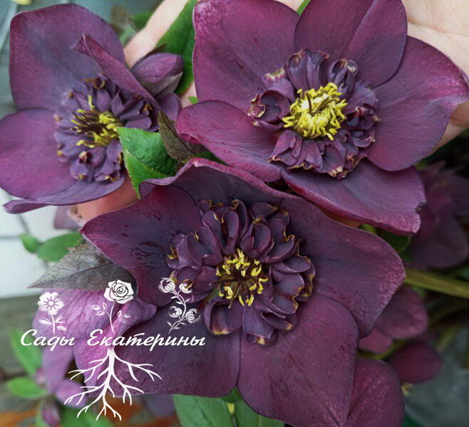 № 85  Anemone   Purple 