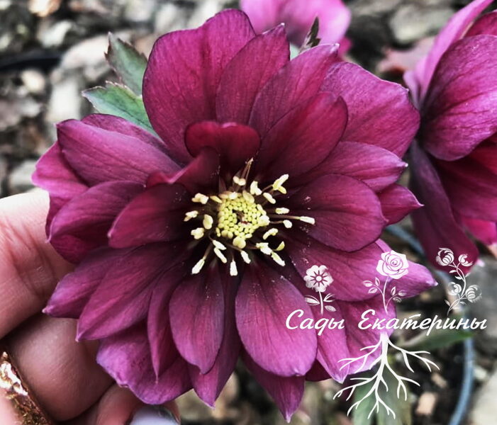  № 43  Harvington Double Red