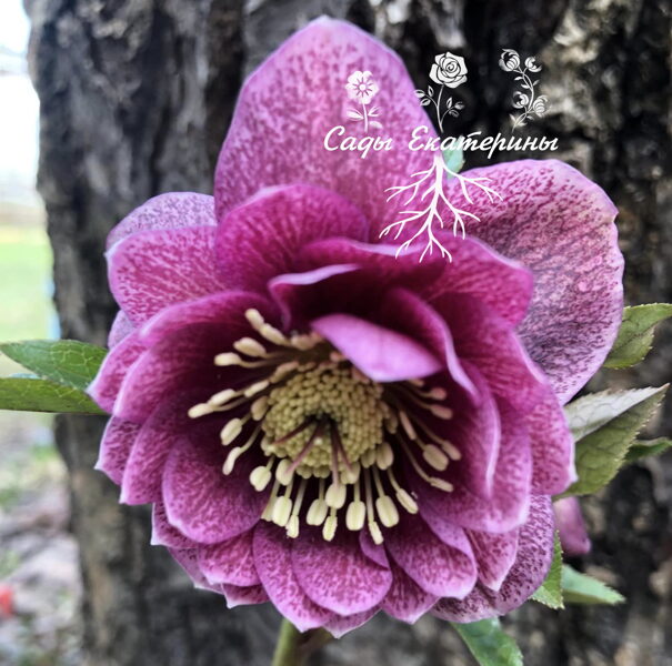  № 50  Double dark pink shades