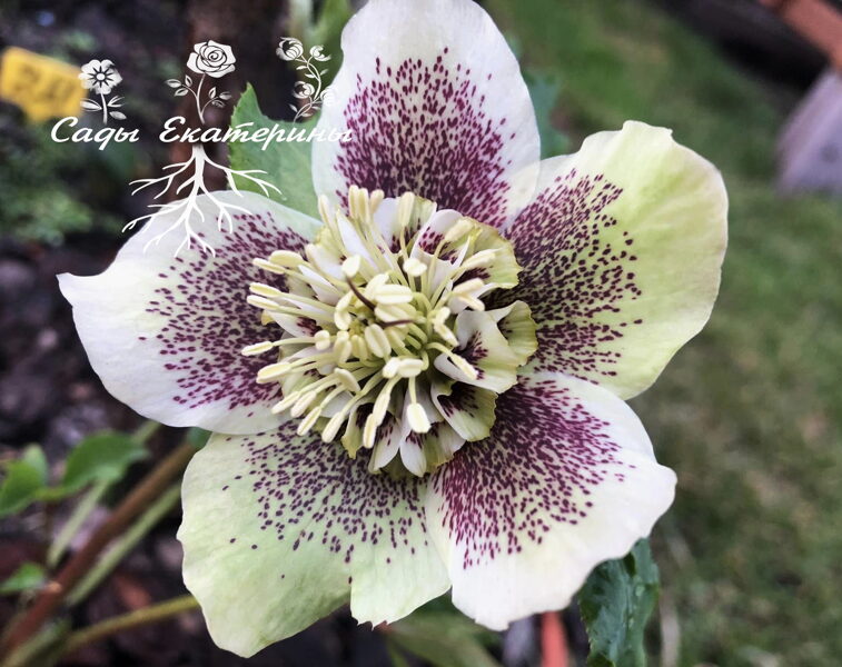 № 82    Anemone Dawn