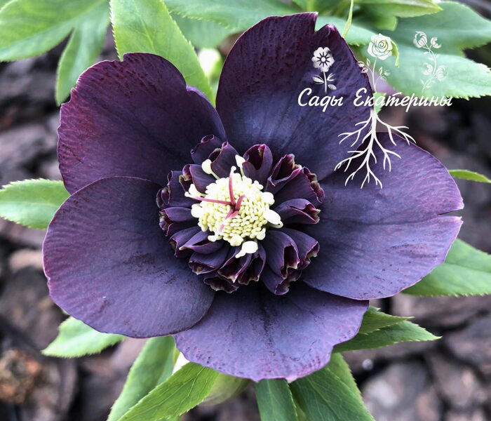 № 83   Anemone Black