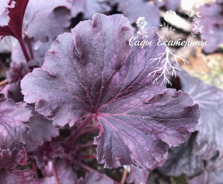   № 216 Geisha's Fun 