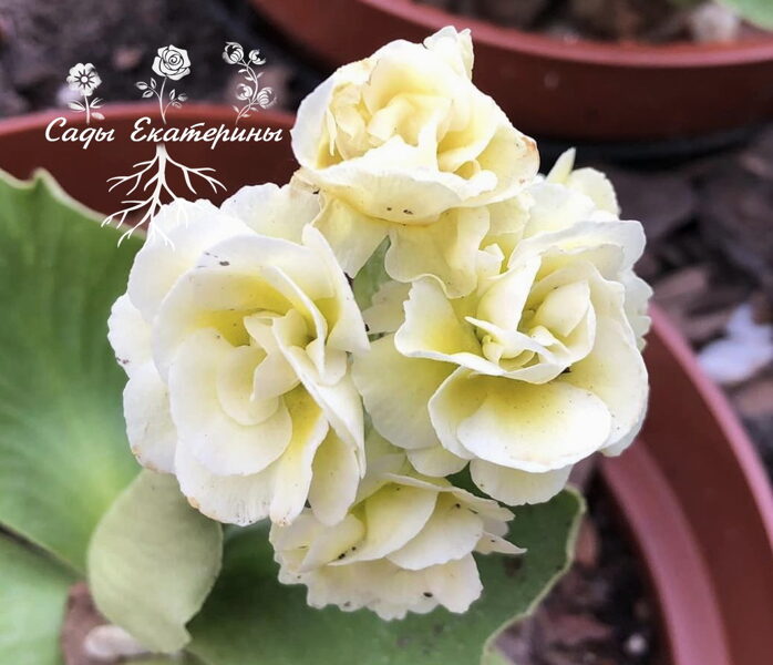 № 98 "Poacher's Starlight" primula auricula
