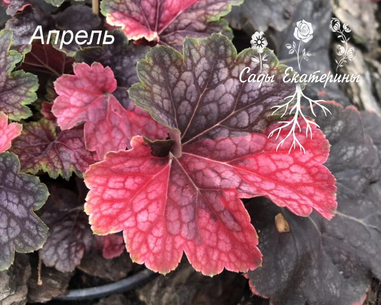  № 80   Beauty Color ( Broken Color)