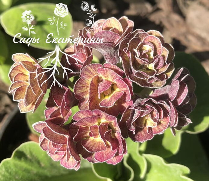 № 18 " LINCOLN MELODY" primula auricula