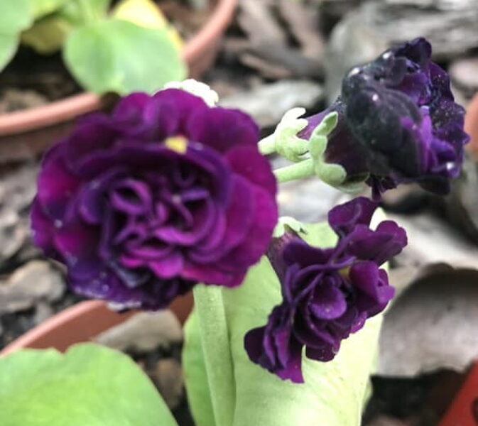  № 29 "Purple Patch " primula auricula