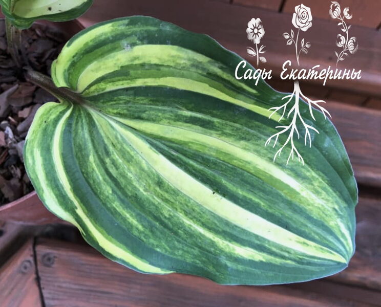   № 101  Valley's Suspicious Mind