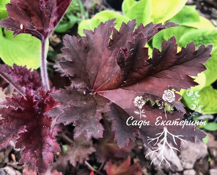 1№ 207 Crimson Curls