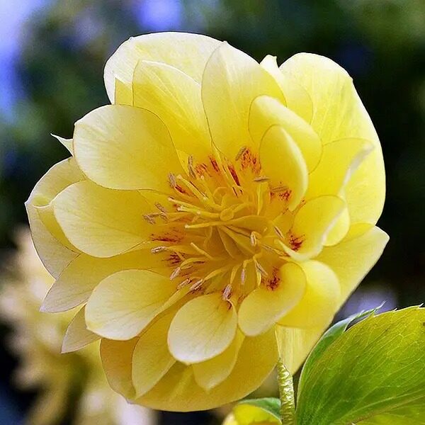  № 74 Double Super Yellow 