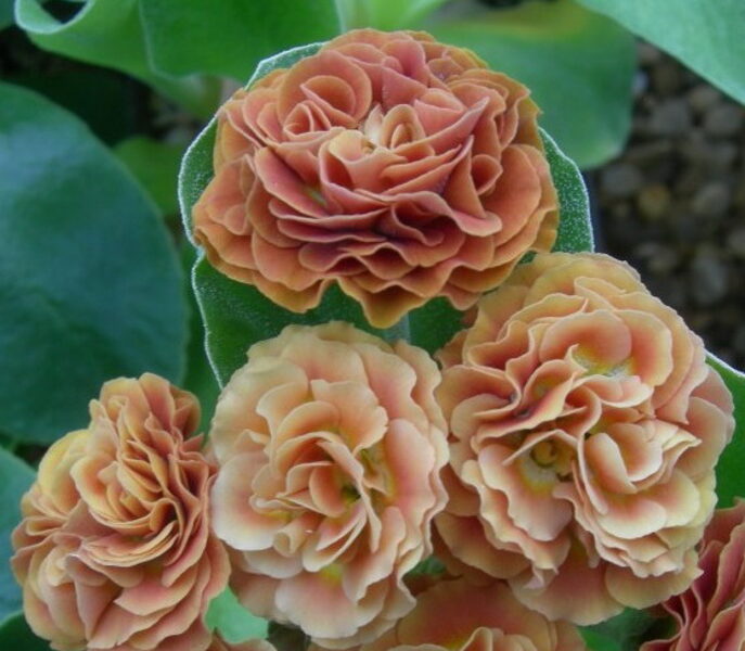  № 8  "Grand Slam" primula auricula