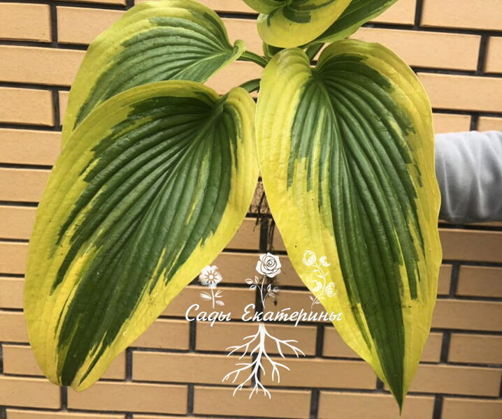  № 371  Montana 'Aureomarginata'