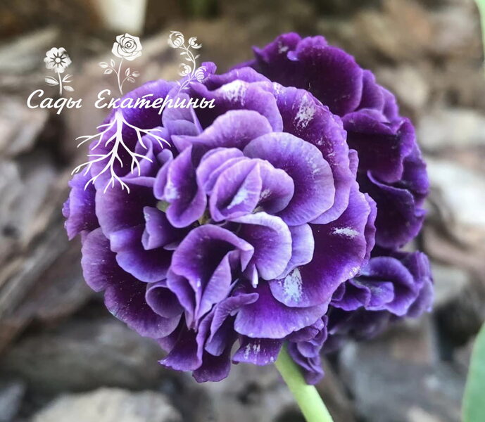 № 57 "Rose Conjou" primula auricula