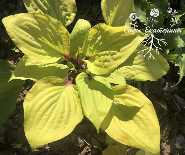  № 218  Owen's Outrage 