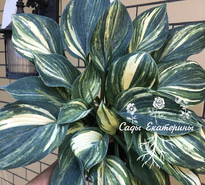  № 362  Pete's Design 