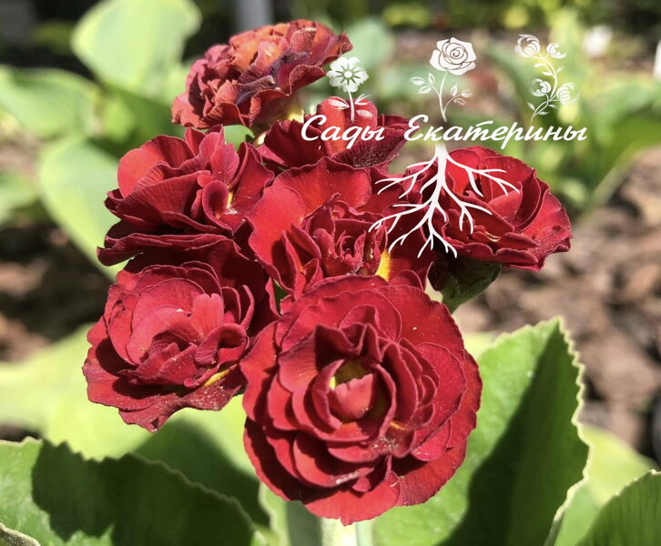  № 70  "Forest Fire" primula auricula