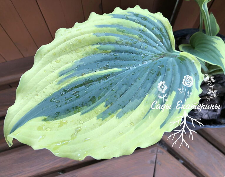  № 333  Trendsetter