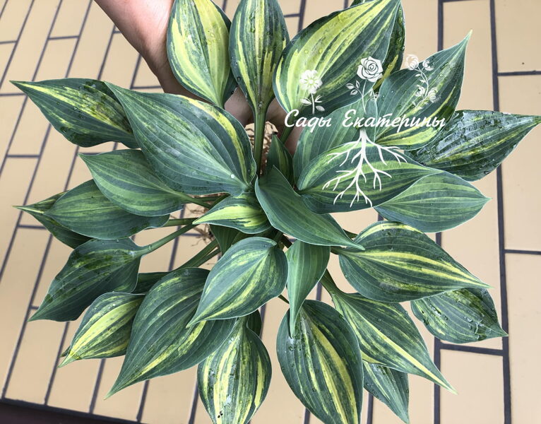  № 384  Dry Martini 