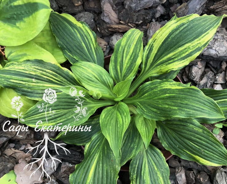  № 116 'Kaleidochrome'