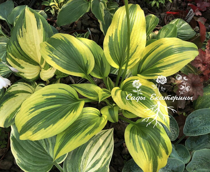  № 389  Montana Moonshine