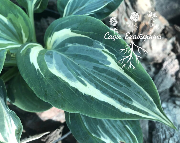 № 264  Flemish Lion