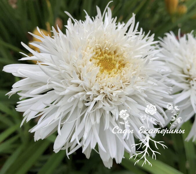  № 47  Sweet Daisy Rebecca