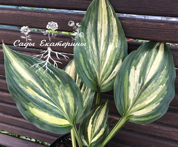 № 266  “ Marbled Cream “