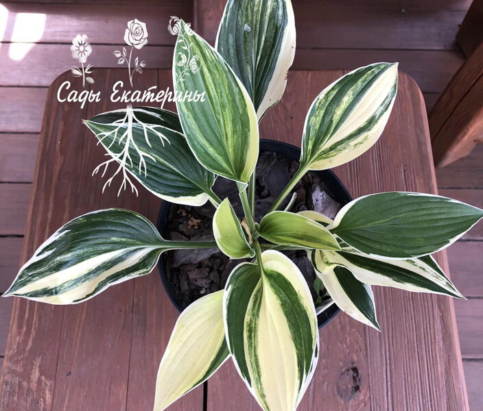  № 357 Oberland Colourful Noise 