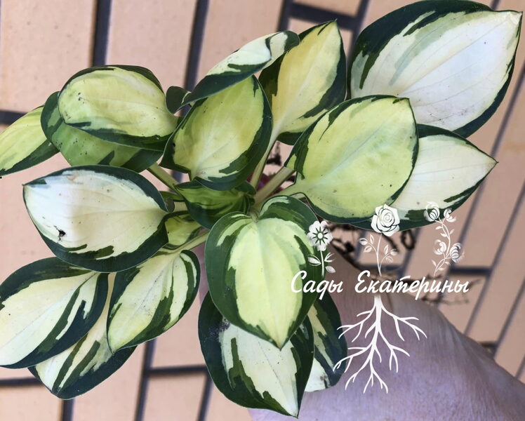  № 348 Enchanted Mist 