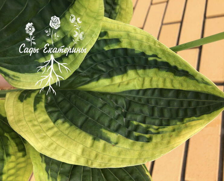  № 260  Unforgettable 