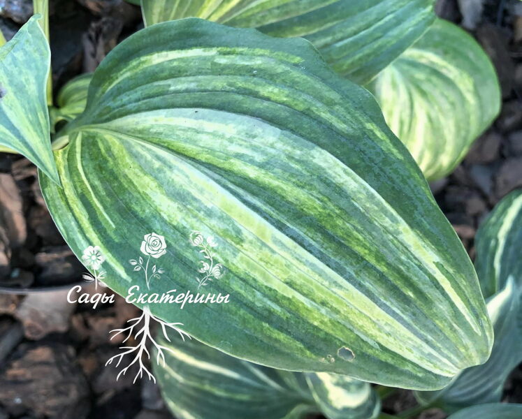  № 146  Dream Maker 