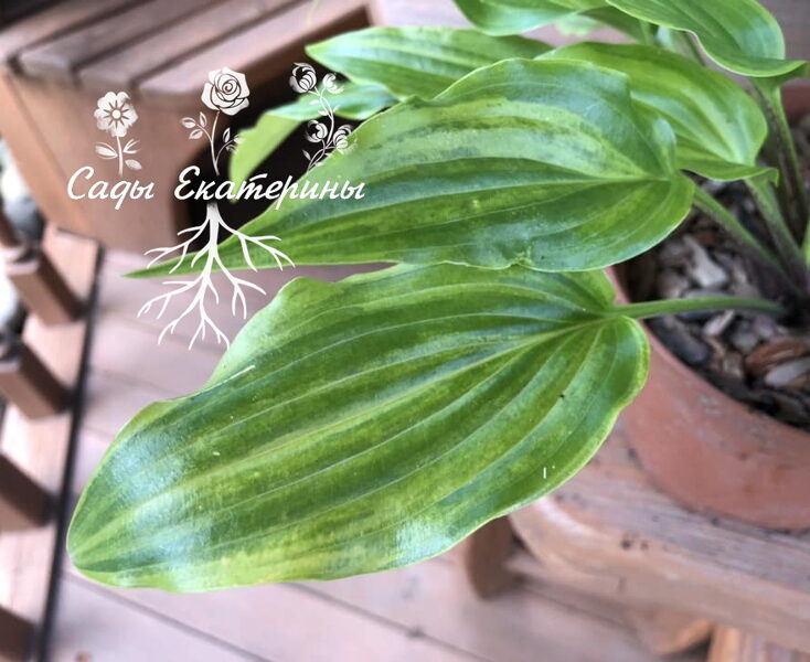  №  401 Crazy Spirit