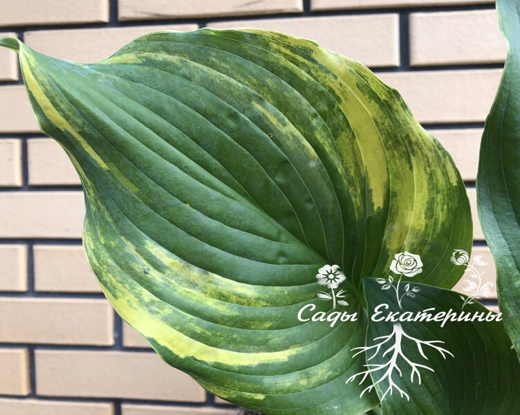  № 291  Quiet Wyatt 