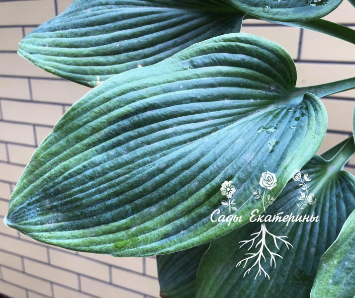   №359  Devil's Advocate