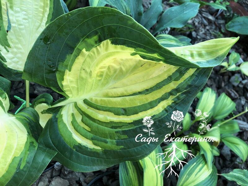   № 201   The Right One 