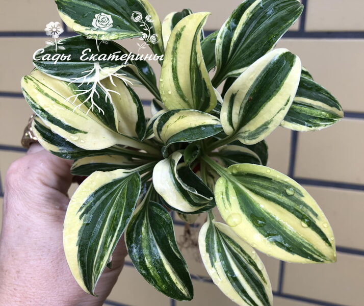  № 67  Screaming Mouse 