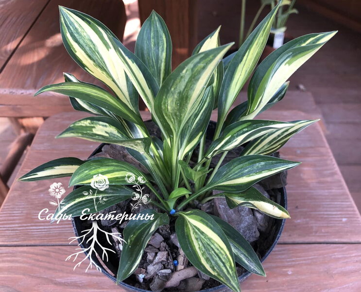 № 402   Buffalo Black Soup