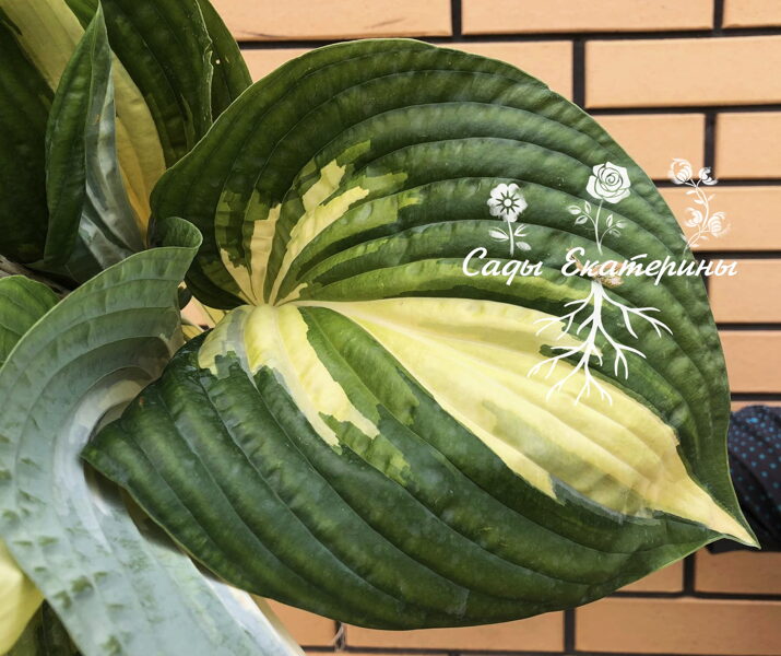 № 234 My Child Insook