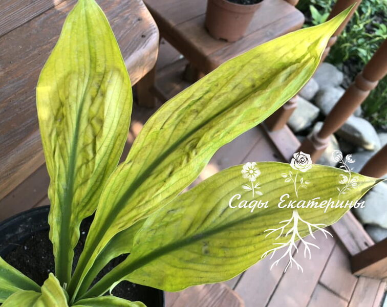 № 322   Foxfire Good Friday